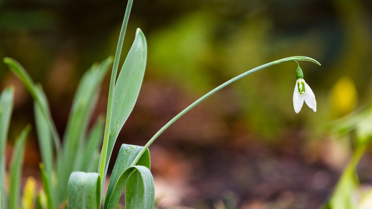 Snowdrop at Dunham Massey, Cheshire